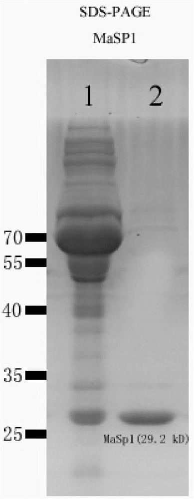 A kind of degradable tissue repair material and preparation method