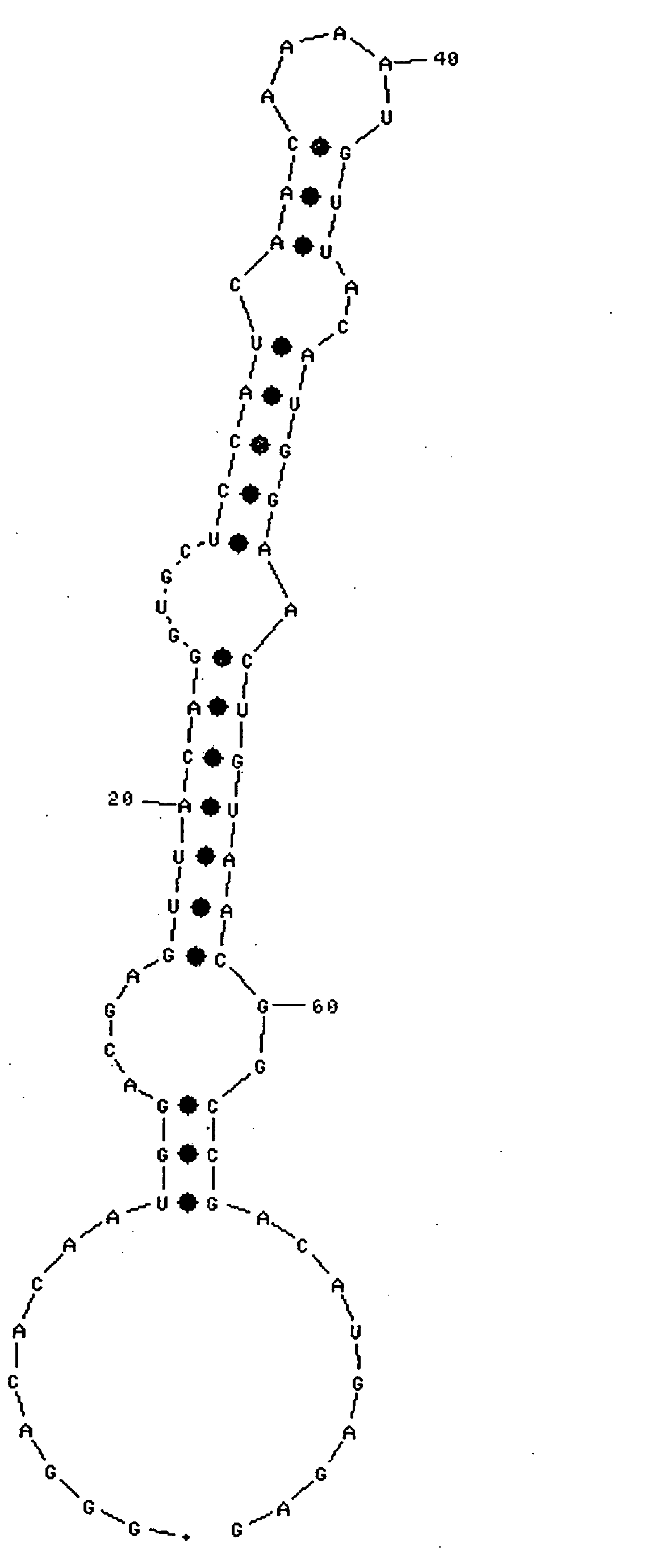 Nucleic acid capable of binding to immunoglobulin G and use thereof