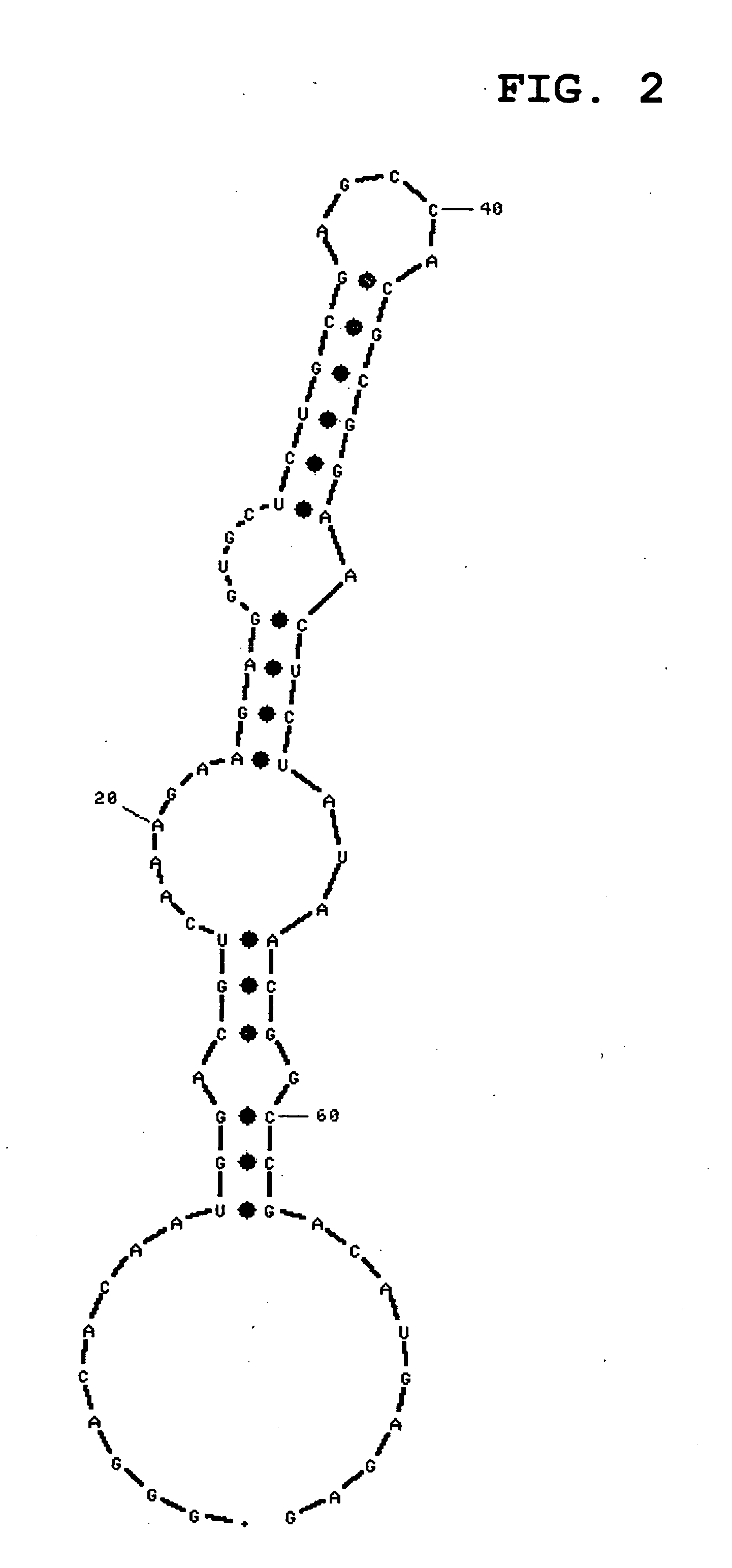 Nucleic acid capable of binding to immunoglobulin G and use thereof