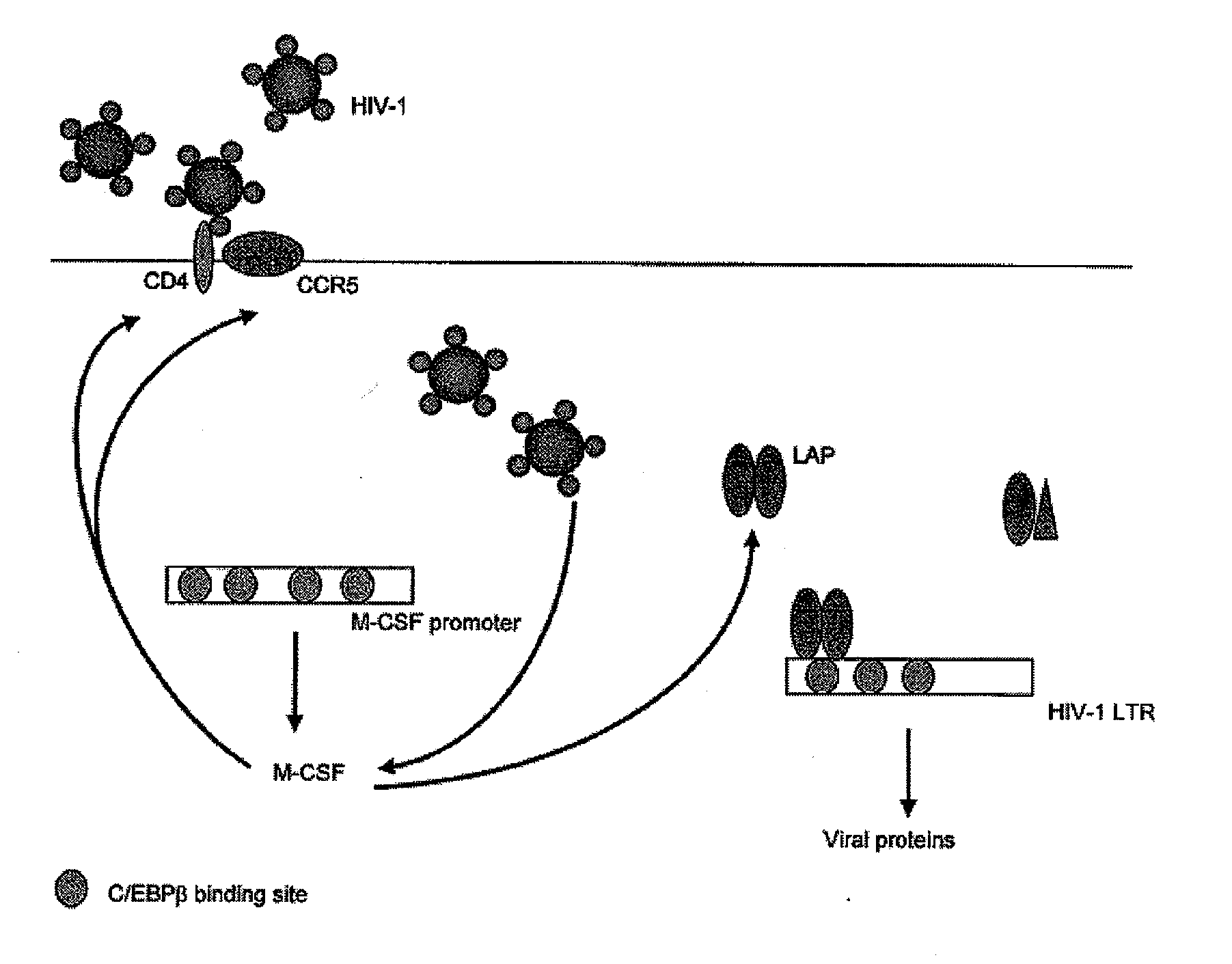 Treatment of hiv-1 by modulation of vpr activation of the m-csf promoter