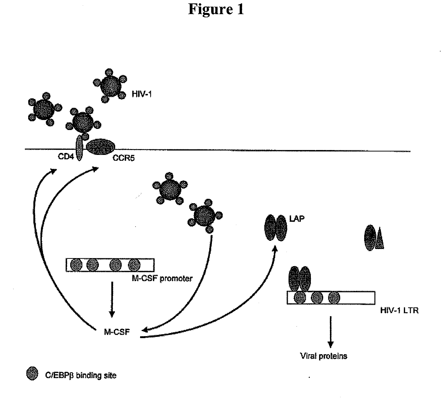 Treatment of hiv-1 by modulation of vpr activation of the m-csf promoter