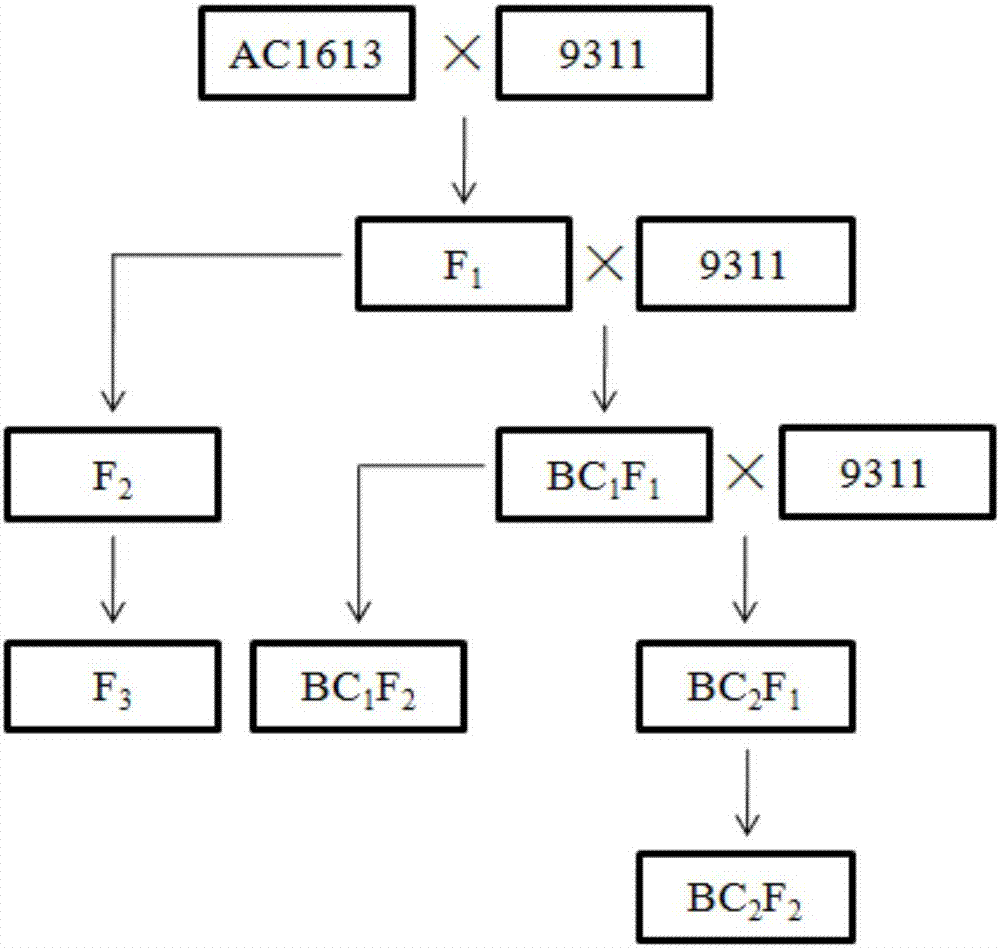 Rice brown planthopper resistant major gene Bph30 molecular marker and application thereof