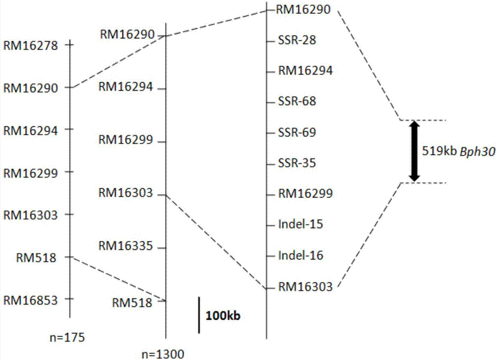 Rice brown planthopper resistant major gene Bph30 molecular marker and application thereof