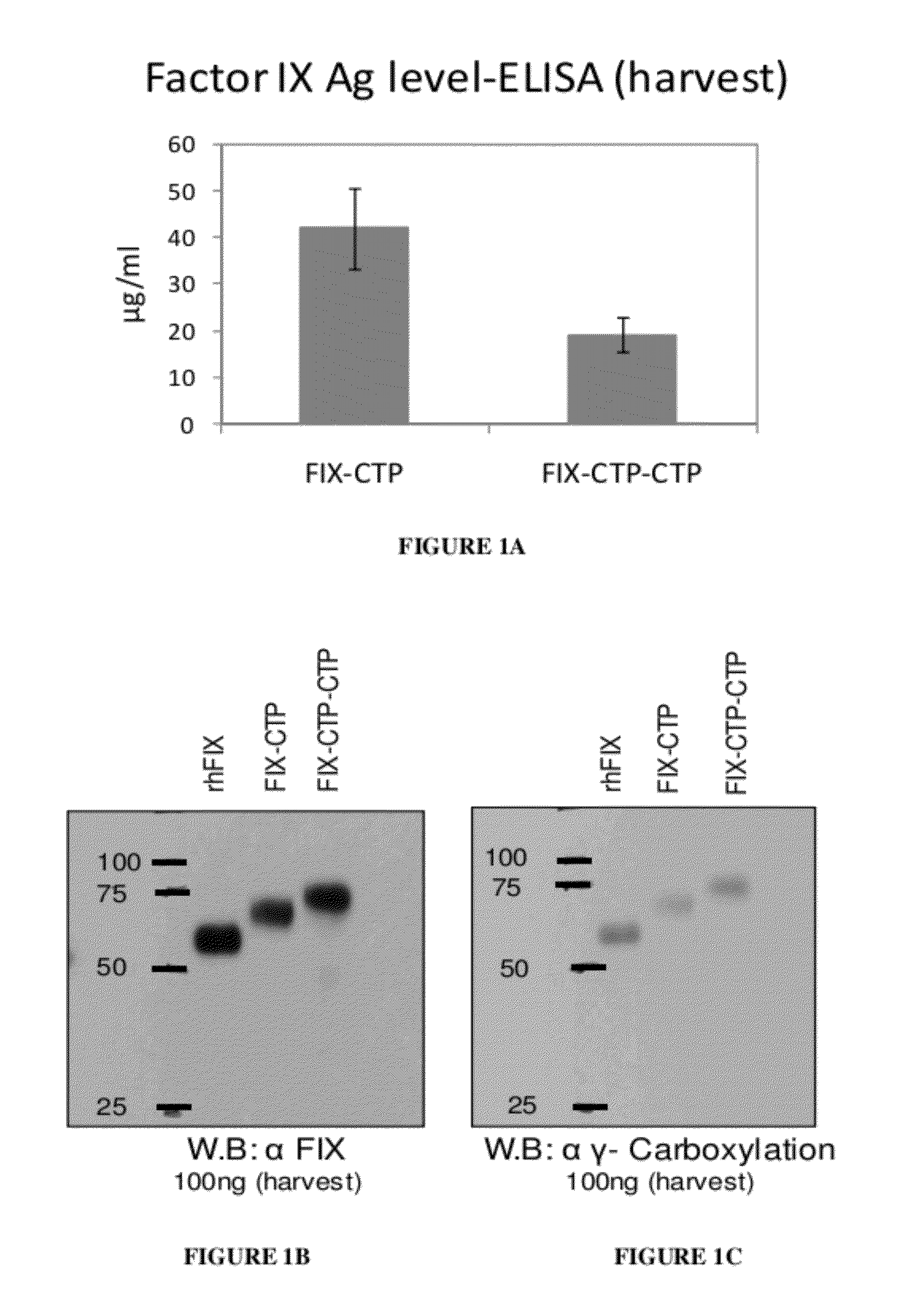 Long-acting coagulation factors and methods of producing same