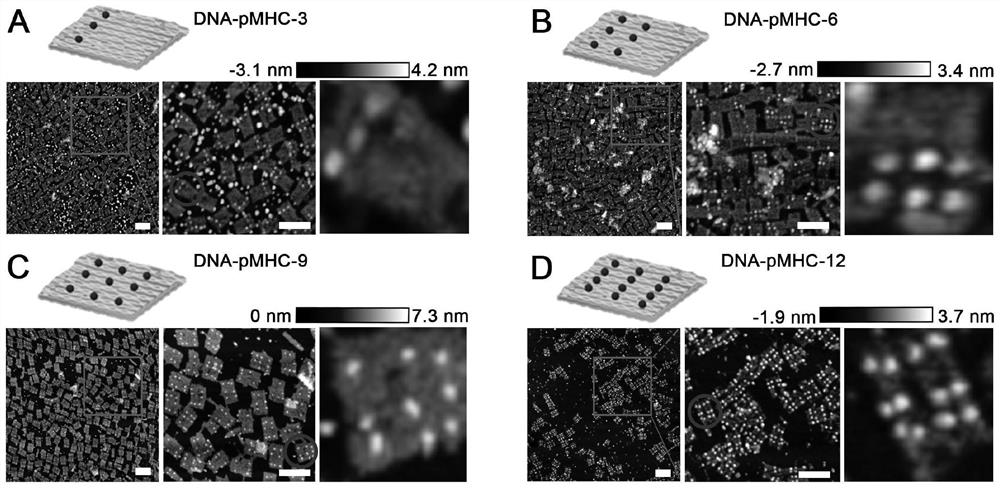 Preparation method and application of pMHC polymer based on DNA nanotechnology