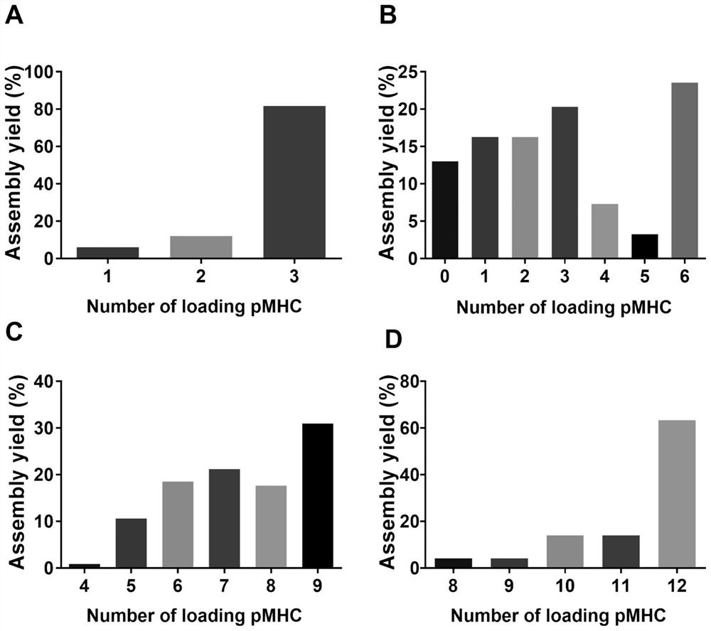 Preparation method and application of pMHC polymer based on DNA nanotechnology