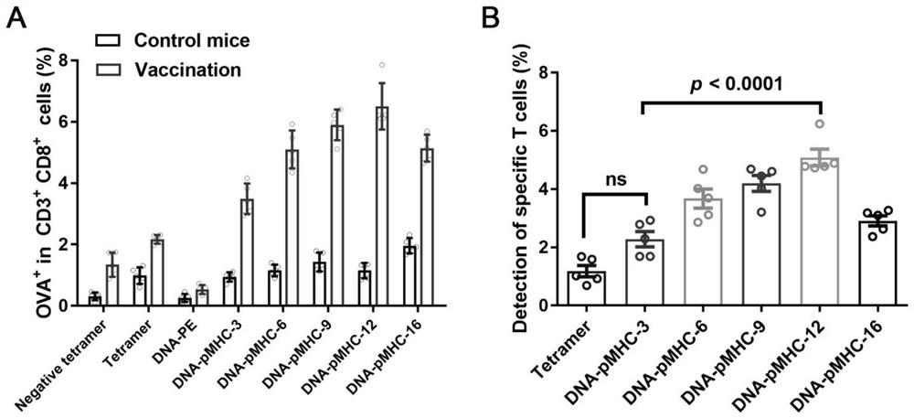 Preparation method and application of pMHC polymer based on DNA nanotechnology