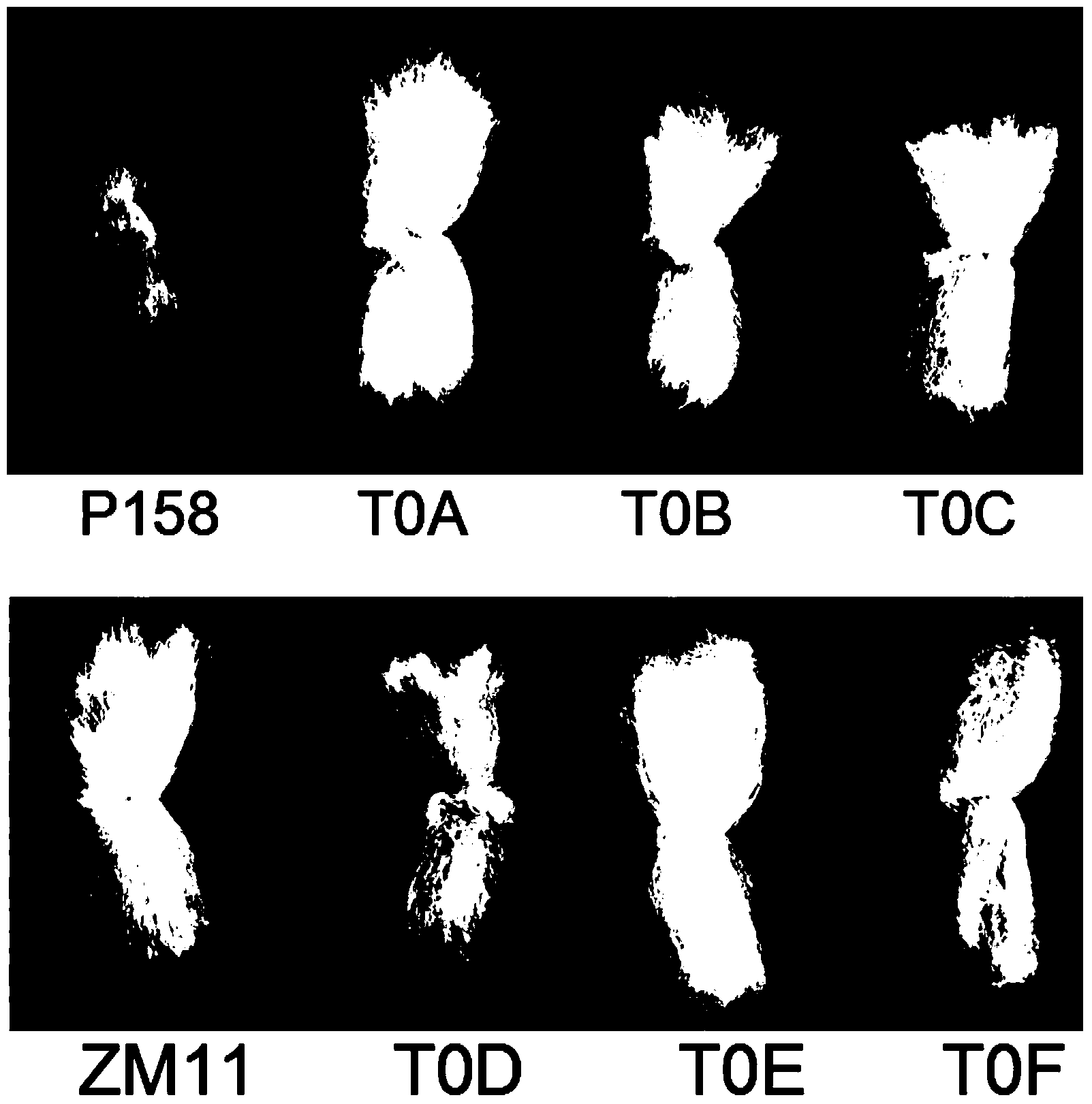 Functions of cotton GhMTT8a gene and application of the cotton GhMTT8a gene in brown cellucotton modification by utilization of biological technical means