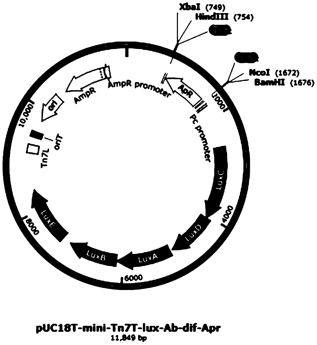 Autonomously illuminated Acinetobacter baumannii and construction method and application thereof