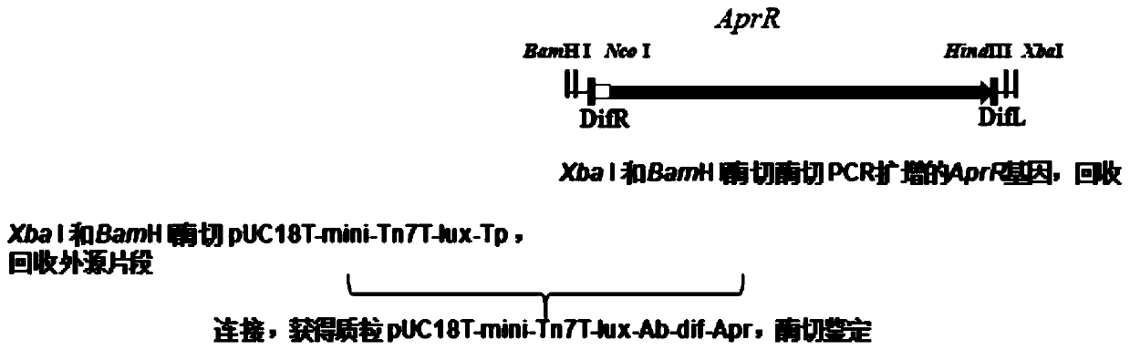 Autonomously illuminated Acinetobacter baumannii and construction method and application thereof