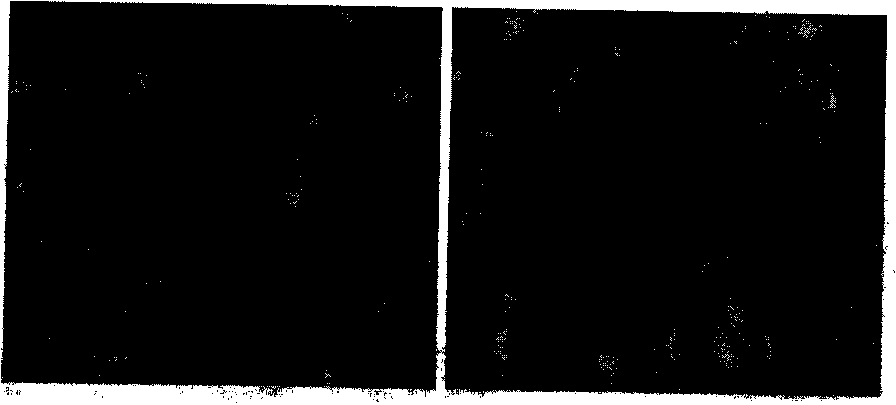 Method for inducing bees to pollinate among parents of male sterile line seed