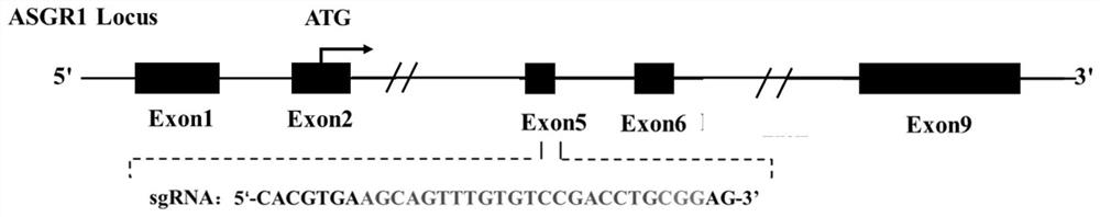 Asialoglycoprotein receptor 1 (ASGR1) mutant gene and application thereof to preparation of mammal liver injury sensitive model