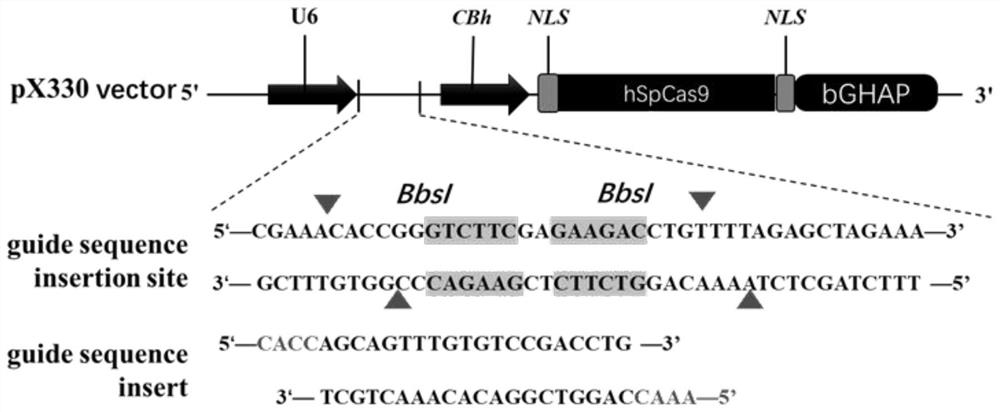 Asialoglycoprotein receptor 1 (ASGR1) mutant gene and application thereof to preparation of mammal liver injury sensitive model