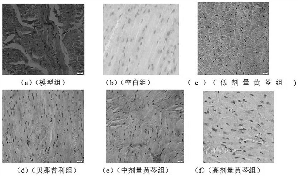 Scutellaria baicalensis test method based on hypertensive mice and liquid medicine storage device and method