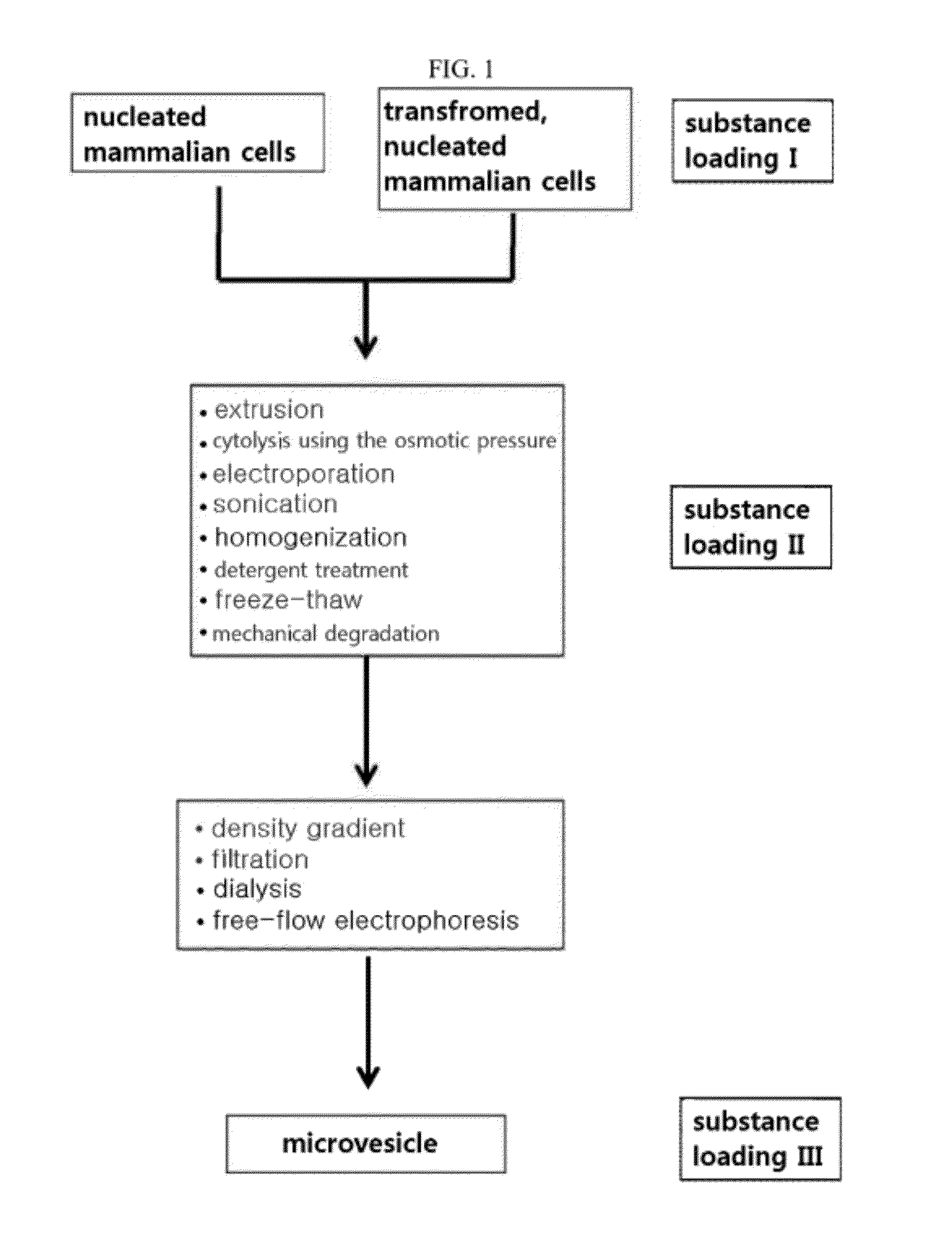 Microvesicles derived from nucleated, mammalian cells and use thereof