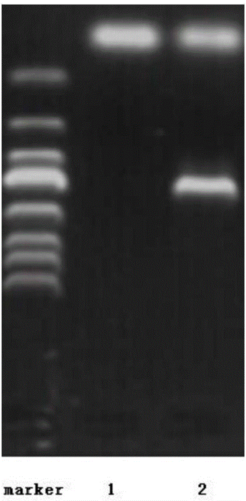 Method for directly transforming exogenous DNA to enter aspergillus nidulans resting spores through non-medium dependency