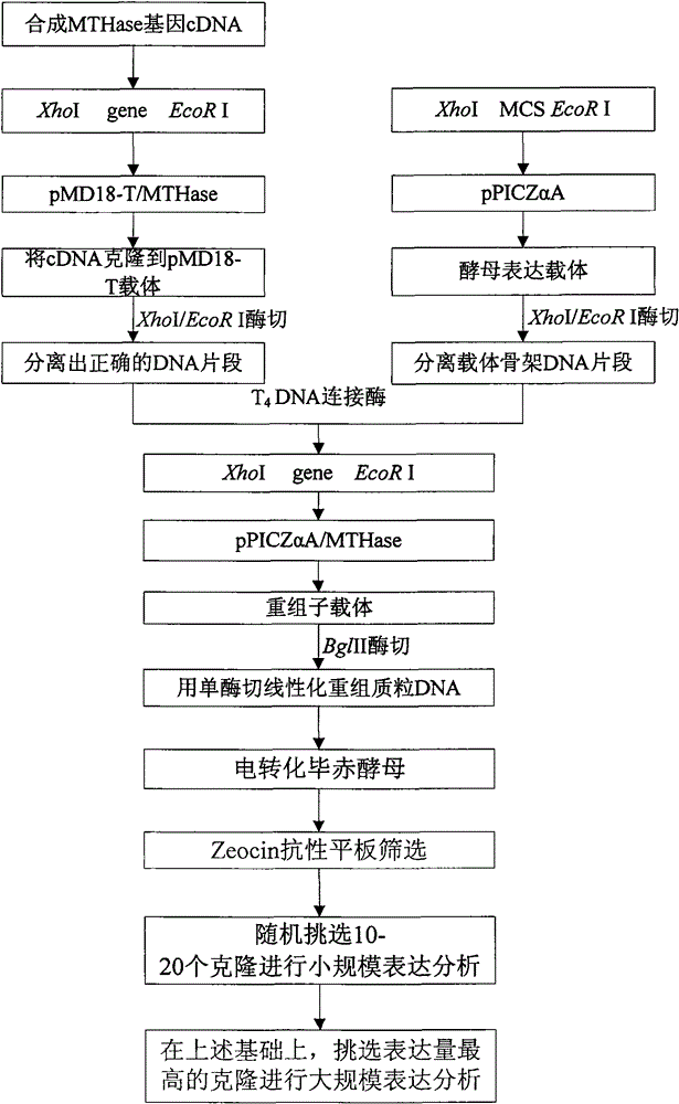 Preparation method of maltooligosyltrehalose hydrolase gene sequence and recombinant protein thereof