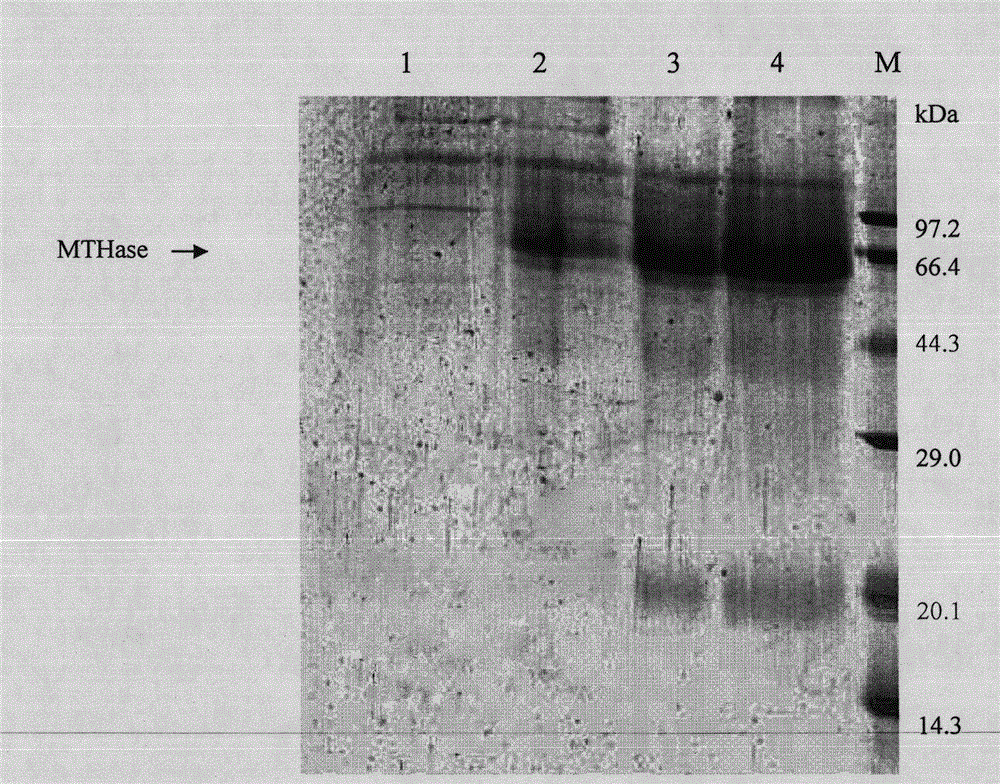 Preparation method of maltooligosyltrehalose hydrolase gene sequence and recombinant protein thereof