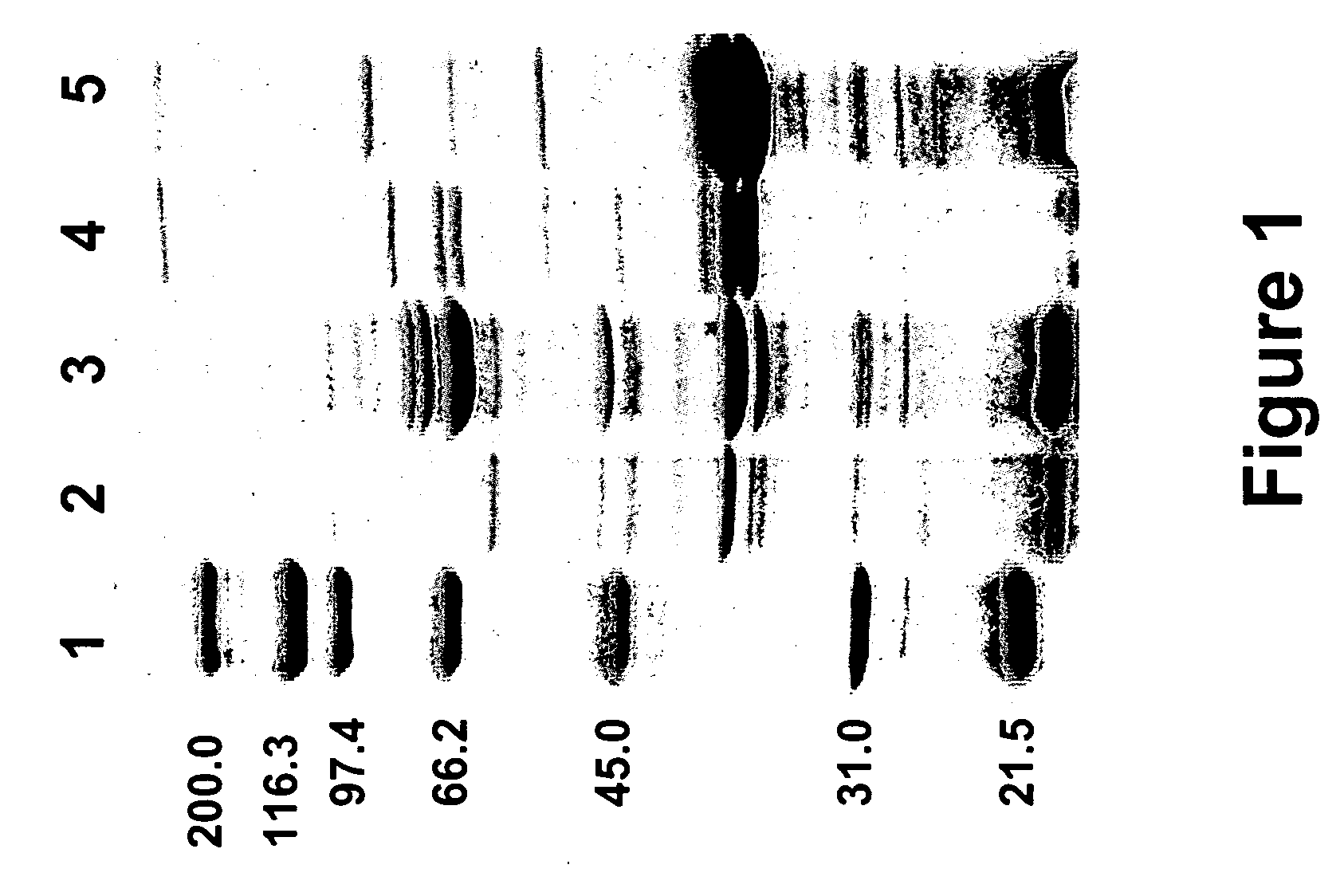 Yersinia spp. polypeptides and methods of use