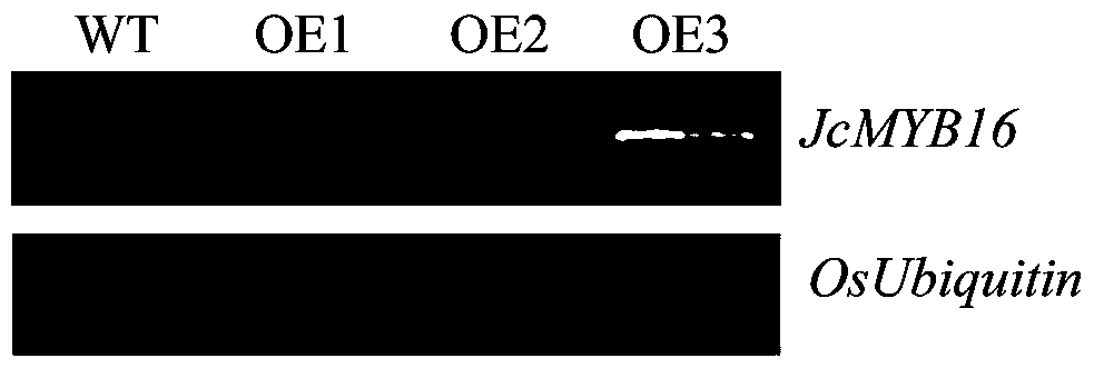 Jatropha curcas L MYB class transcription factor JcMYB16 gene and application in improving plant drought resistance