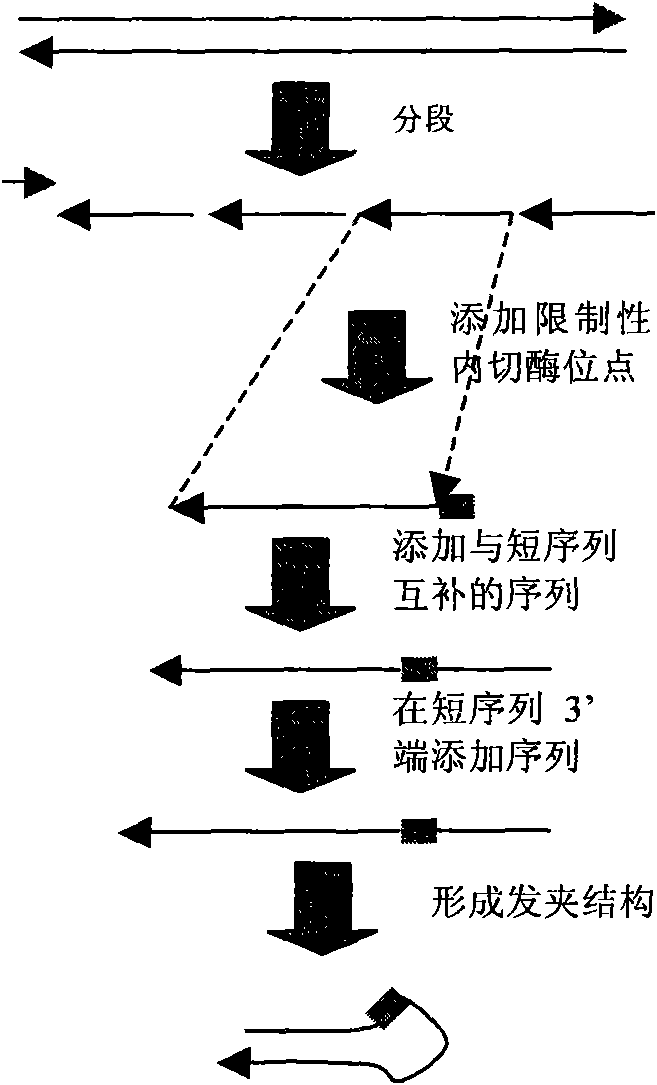 Method for synthesizing gene growing at constant temperature in double directions