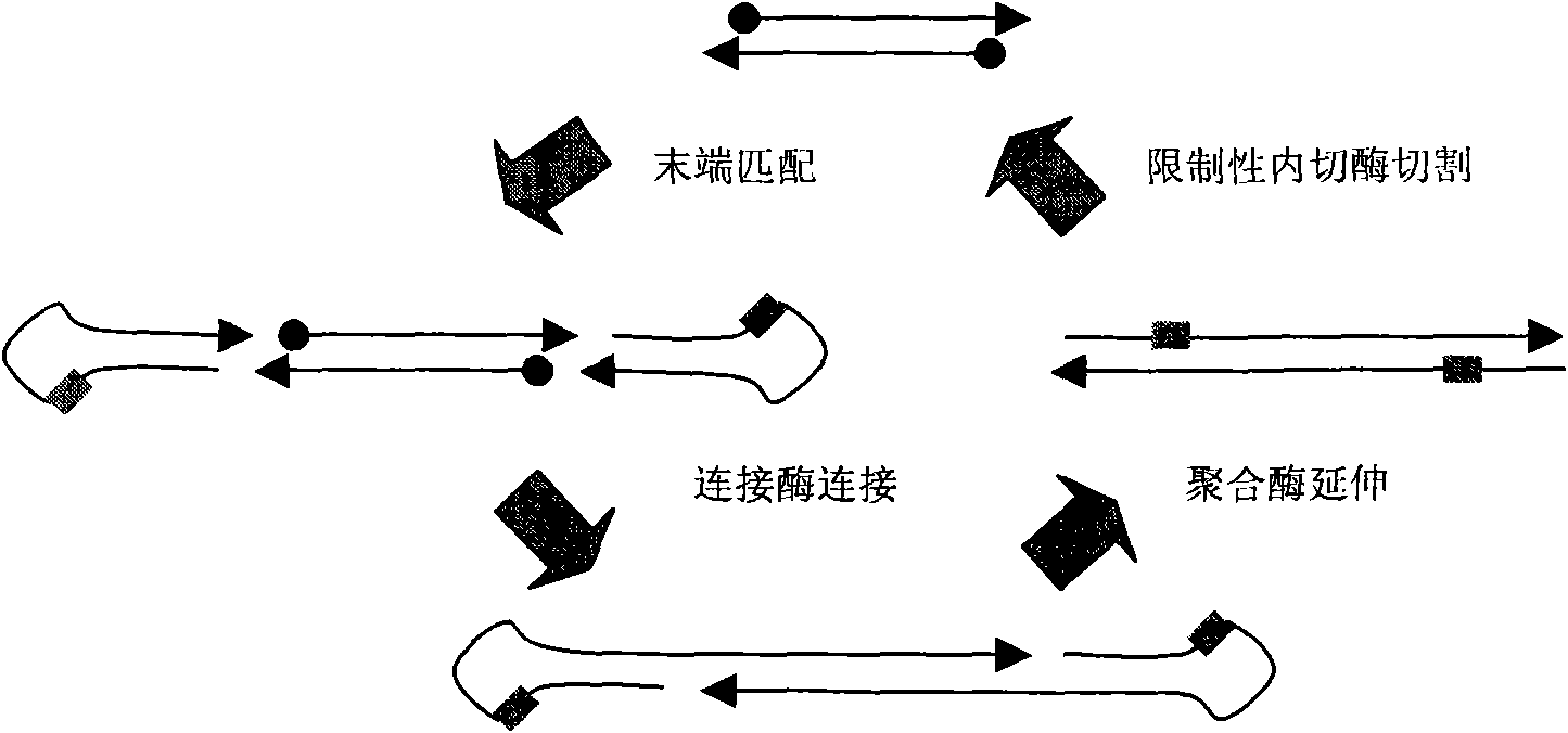 Method for synthesizing gene growing at constant temperature in double directions