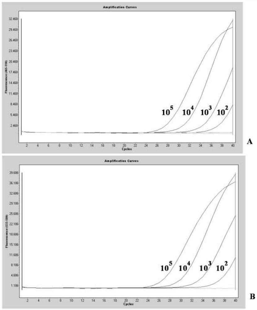 A kind of RT-PCR kit for detecting Brucella amikacin drug resistance and its application method