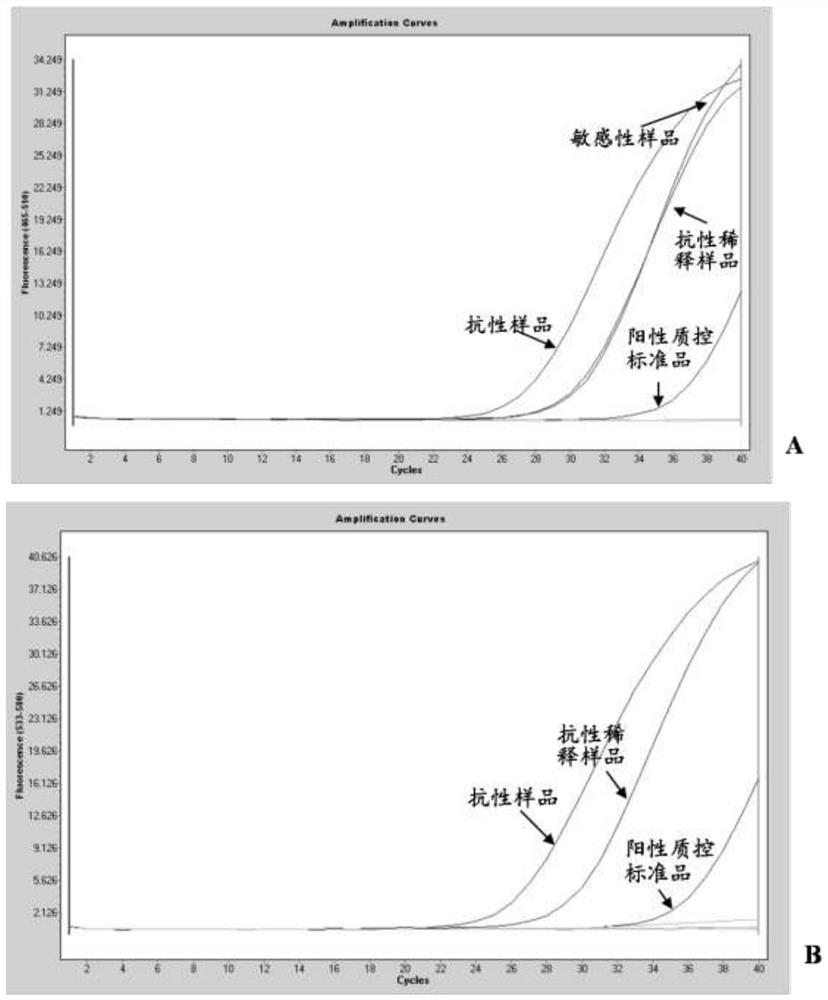 A kind of RT-PCR kit for detecting Brucella amikacin drug resistance and its application method