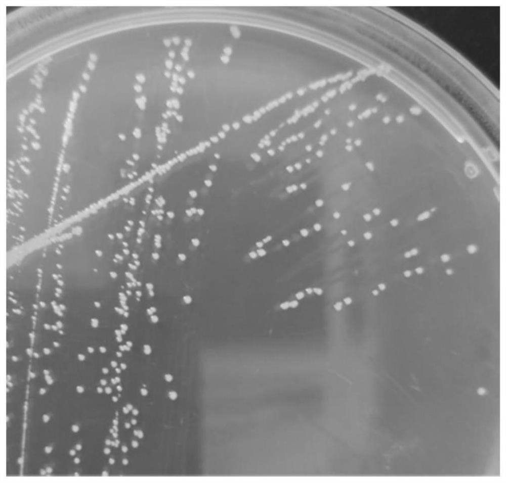 Application of ccfm16 in the preparation of bacterial agents, food or medicine for alleviating autism and adsorbing polychlorinated biphenyls