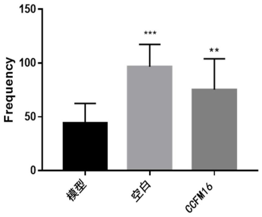 Application of ccfm16 in the preparation of bacterial agents, food or medicine for alleviating autism and adsorbing polychlorinated biphenyls