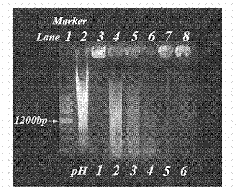 Composite of dna and nano-layered hydroxyapatite and its preparation method and application