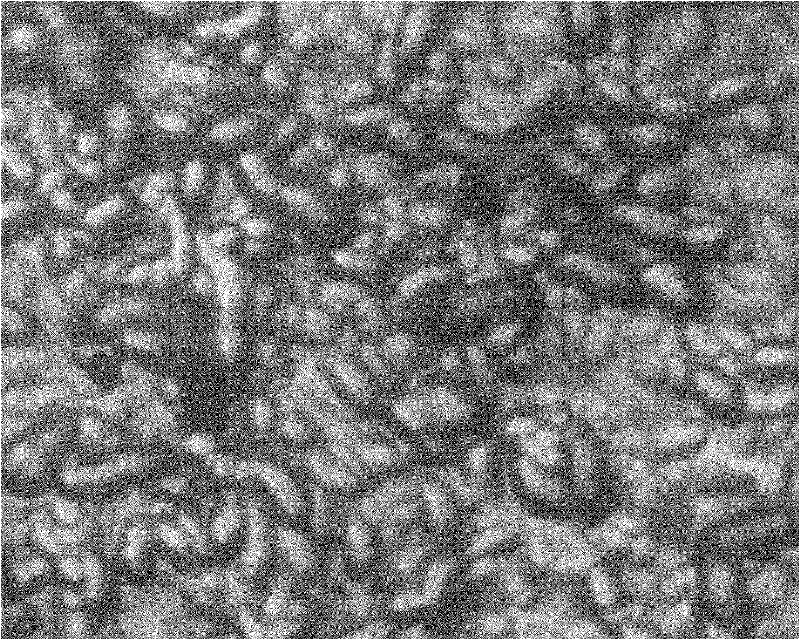 Texturing method for solar cell