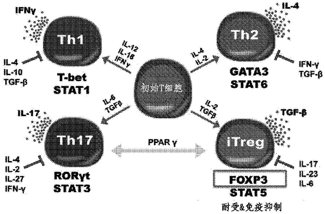 Method for treating autoimmune disease using cd4 t-cells with engineered stabilization of expression of endogennous foxp3 gene