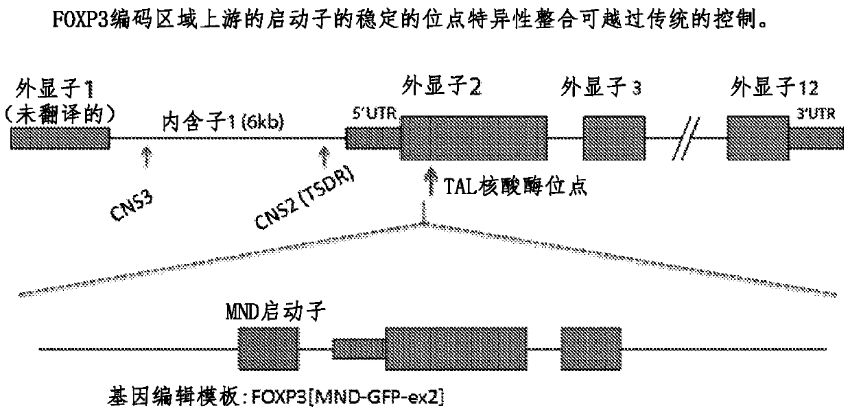 Method for treating autoimmune disease using cd4 t-cells with engineered stabilization of expression of endogennous foxp3 gene