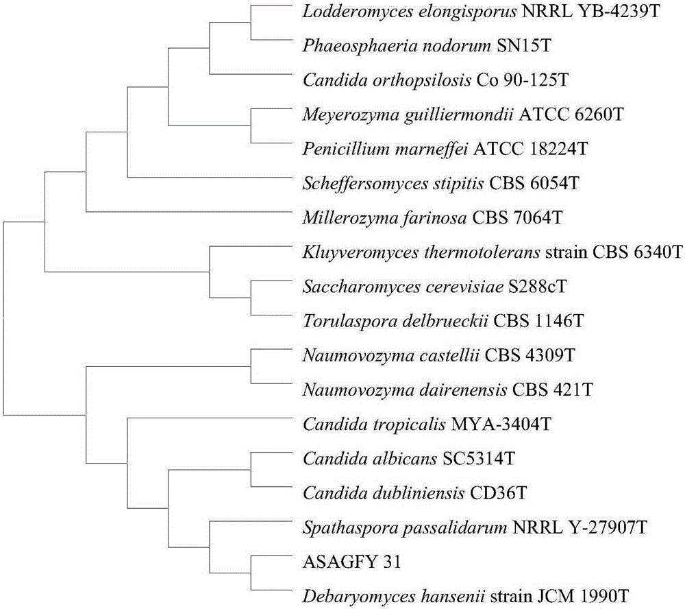 Debaryomyces hansenii and application thereof in treatment for high-concentration ammonium sulfate industrial wastewater