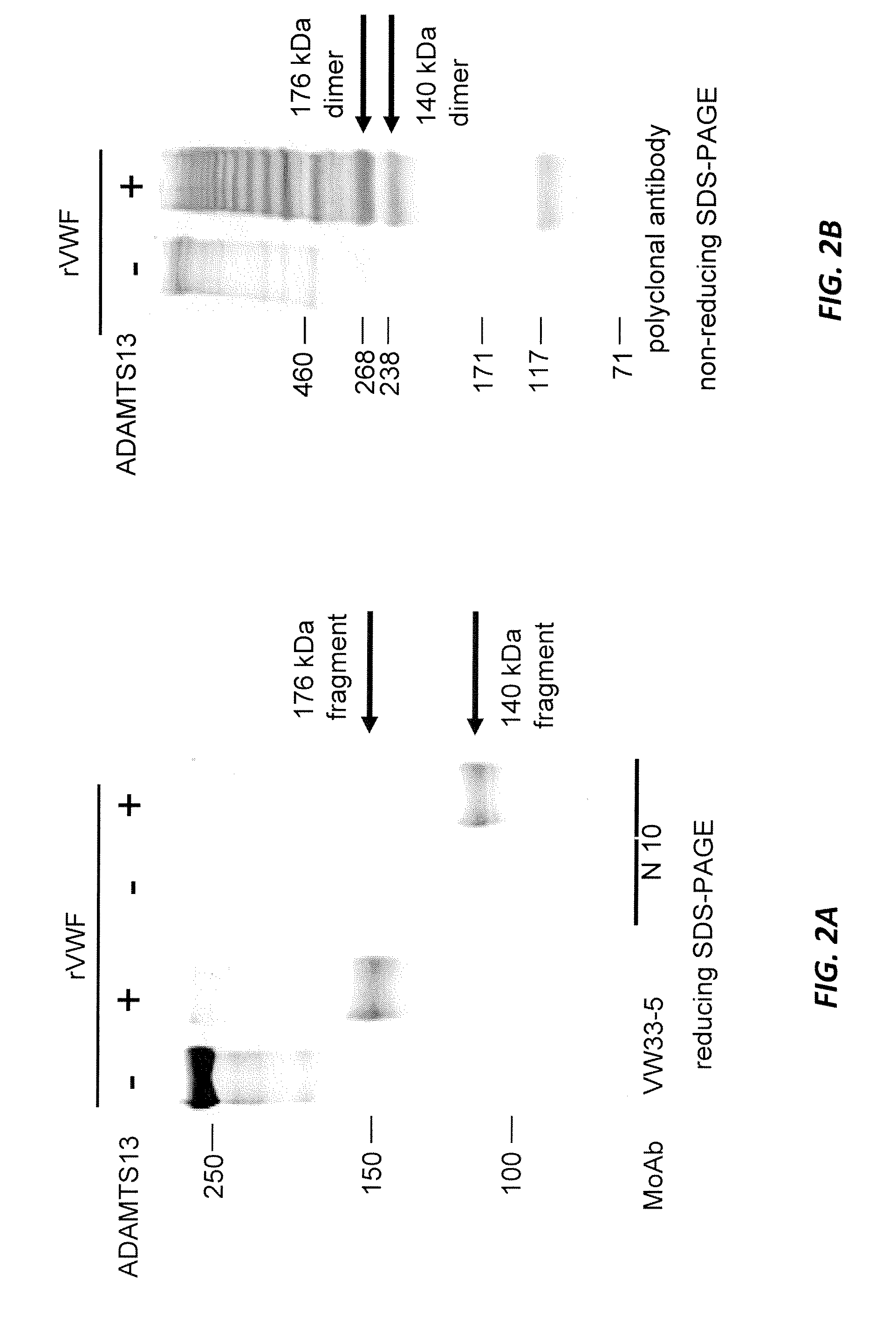 Methods of measuring adamts13-mediated in vivo cleavage of von willebrand factor and uses thereof