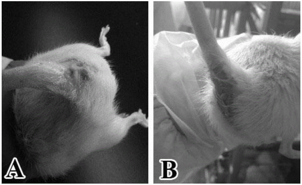 Method for establishing damp-heat diarrhea animal model