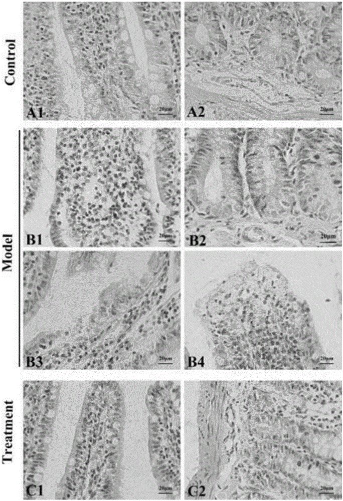 Method for establishing damp-heat diarrhea animal model