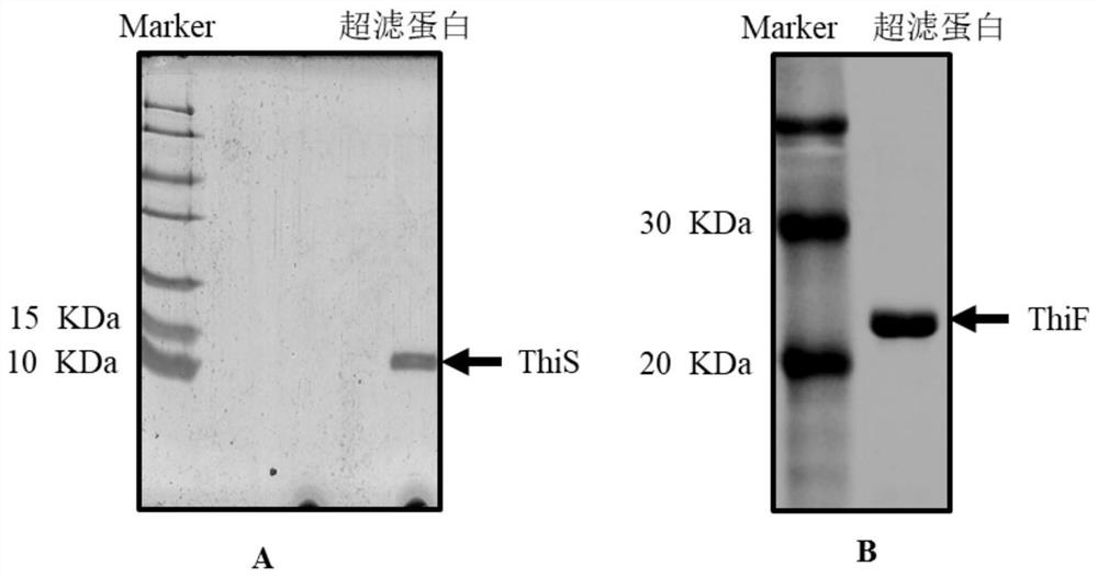 A kit for studying ubiquitin-like system in bacteria and its application