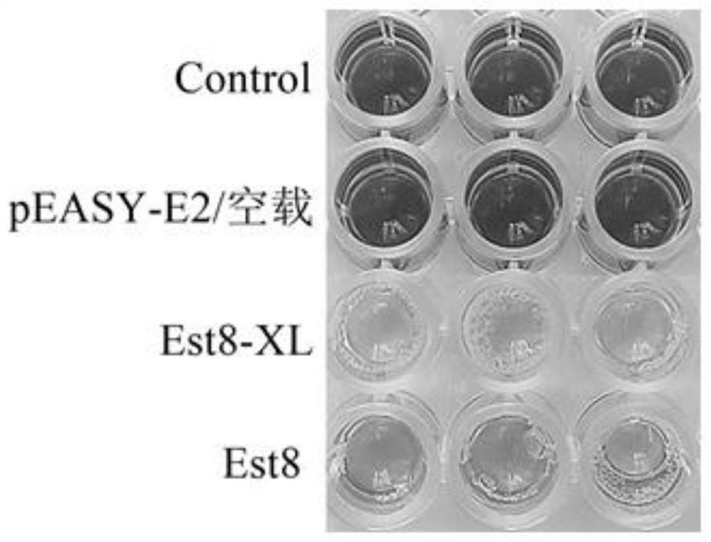 Esterase mutant Est8-XL with improved activity and application thereof