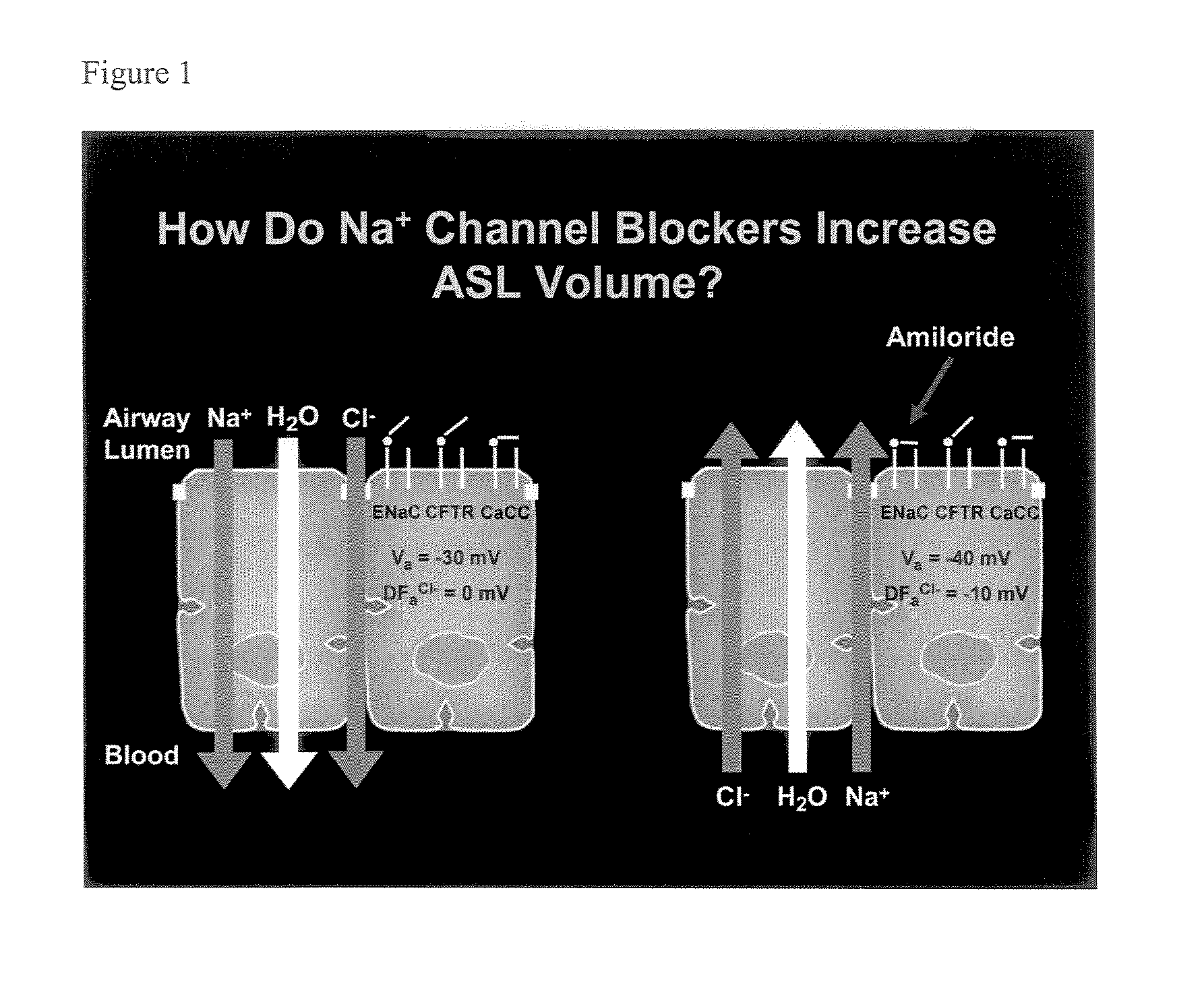 Phenyl substituted pyrazinoylguanidine sodium channel blockers possessing beta agonist activity