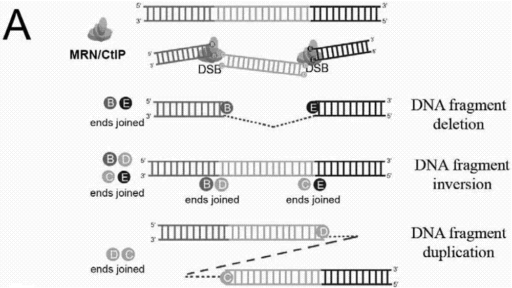 Cas9 (CRISPR (Clustered Regularly Interspaced Short Palindromic Repeats) associated protein 9) nuclease Q920P and application thereof