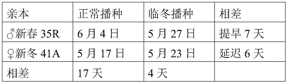 A kind of seed production method of three-line hybrid wheat, the produced seed and its application