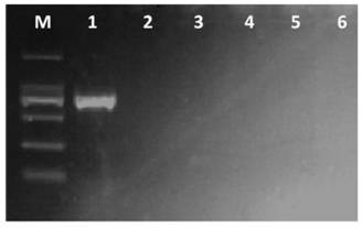 Specific Molecular Detection Primers for Soybean Gray Spot and Its Application