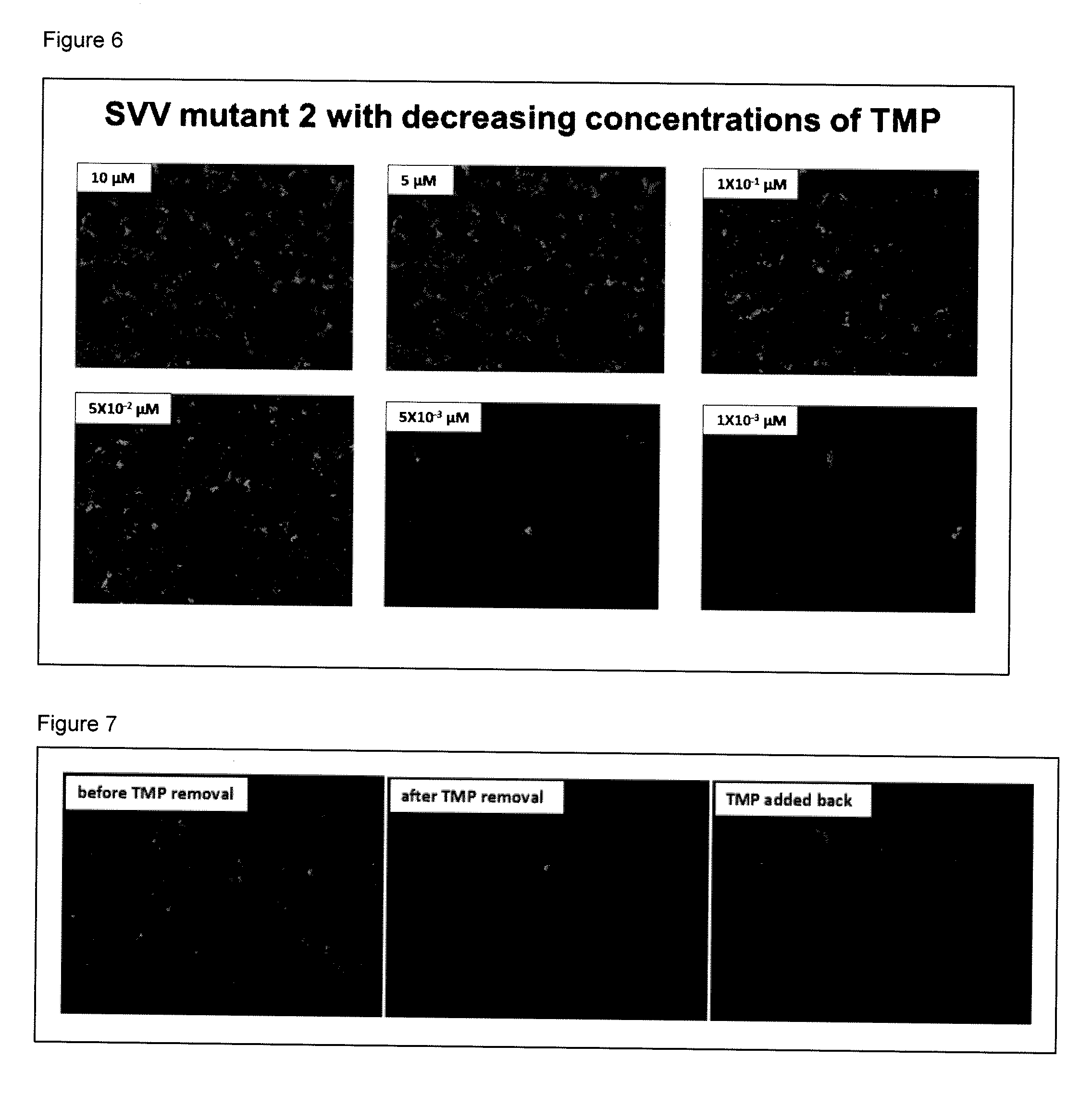 Conditionally replication deficient herpes virus and use thereof in vaccines