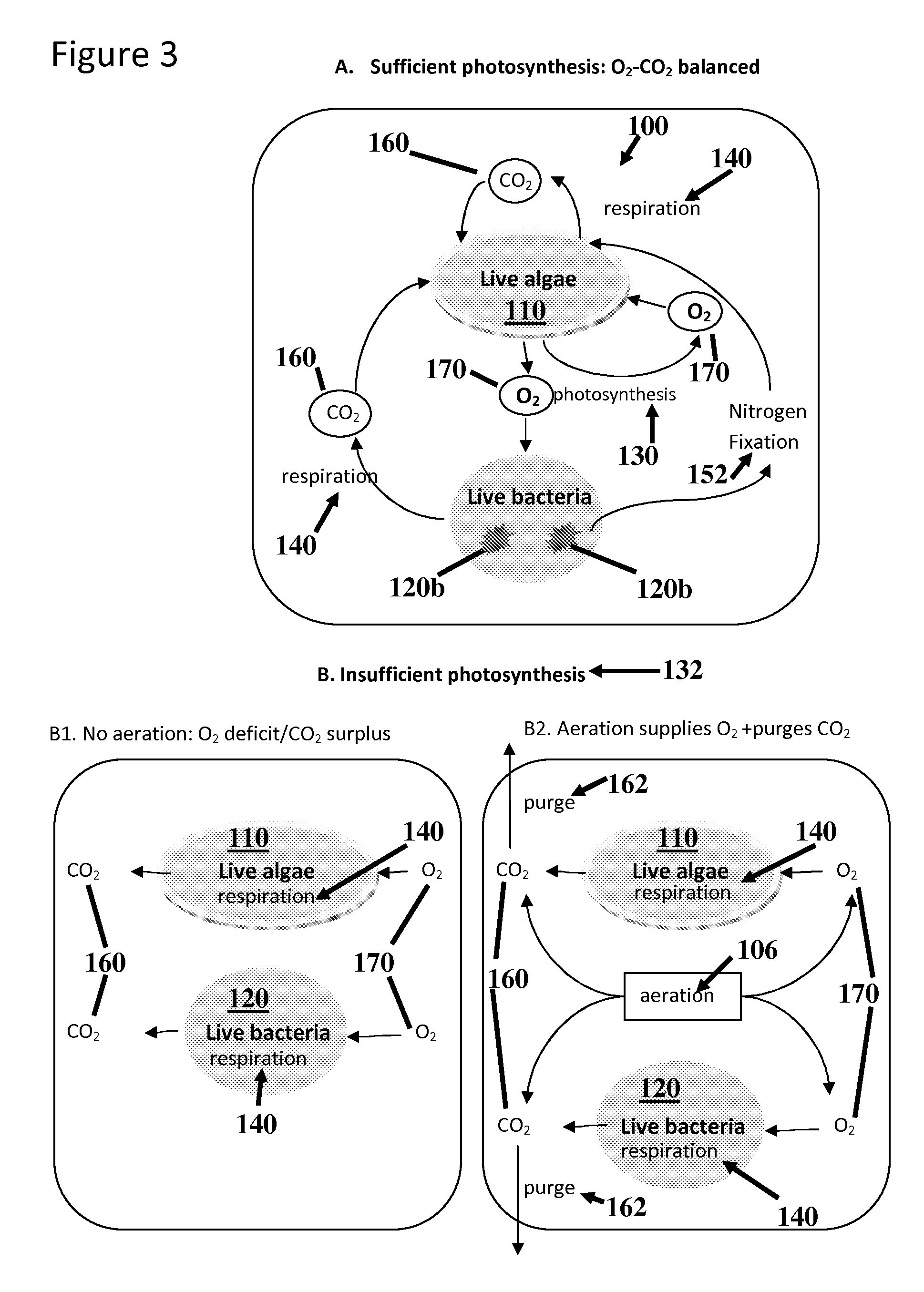 Method of enhanced sustainable production of algal bio-products, comprising use of symbiotic diazotroph-attenuated stress co-cultivation