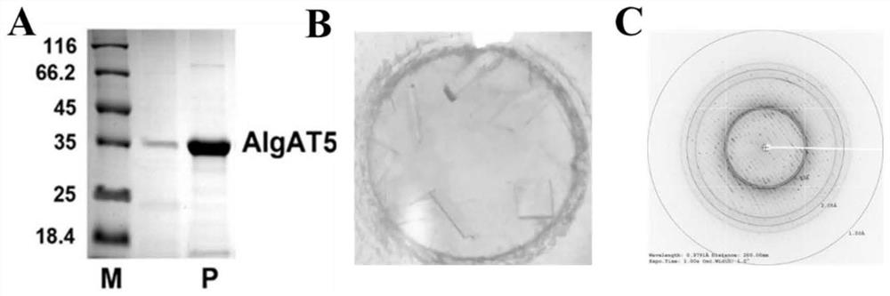 Alginate Lyase Mutant with High Catalytic Activity and Its Application