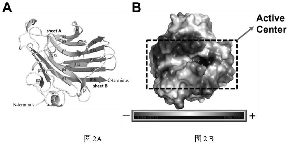 Alginate Lyase Mutant with High Catalytic Activity and Its Application