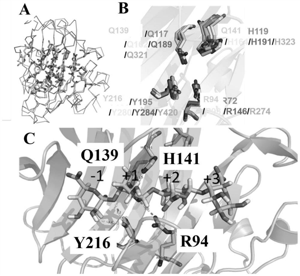 Alginate Lyase Mutant with High Catalytic Activity and Its Application