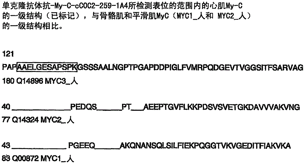 Hybridoma cell lines (my-c-cc0c2-259-1 a4) and use thereof for producing a monoclonal antibody against human cardiac myosin binding protein c (c-protein, mybpc3, cmybp-c or my-c)